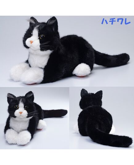 タキシードを着たようなハチワレネコ
