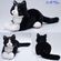 タキシードを着たようなハチワレねこ