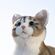 癒しのおもちゃ なでなでねこちゃんEX キジトラ