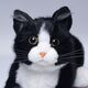 癒しのおもちゃ なでなでねこちゃんEX ハチワレ