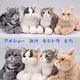 なでなでねこちゃんEX　撫でると鳴いて答える癒しのぬいぐるみ